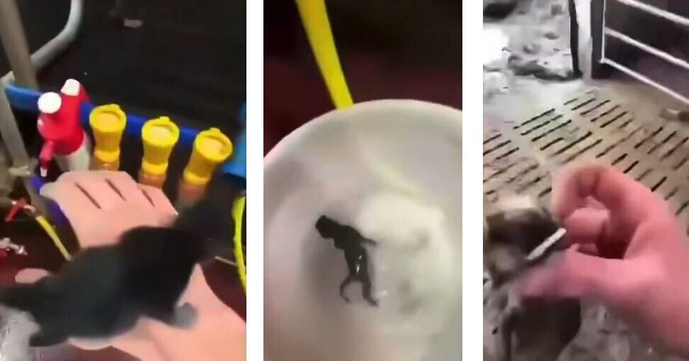 ici_officiel's tweet photo. Un adolescent du Doubs renvoyé devant la justice après avoir torturé des chats et diffusé les images en ligne
➡️ https://t.co/V7WTqxsnfP https://t.co/npVB34GQII