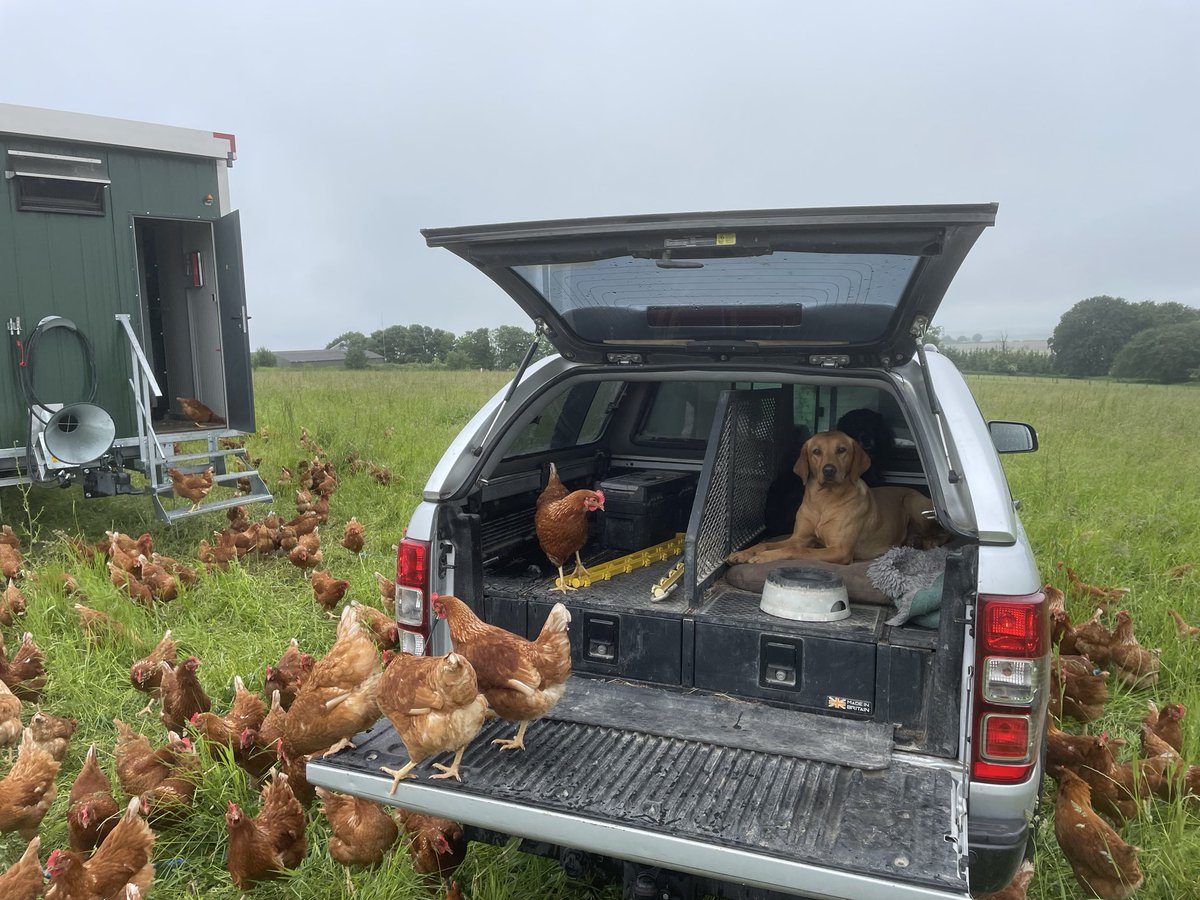 farmingfred's tweet photo. Looks like the party’s in the back of my truck whilst I have been collecting eggs this morning! 

Come and join us, THIS SUNDAY and see the hens for yourself, or just come to our little honesty farm shop at Wexcombe Farm
#openfarmsunday #pastureraisedeggs https://t.co/6DkfNamsVs