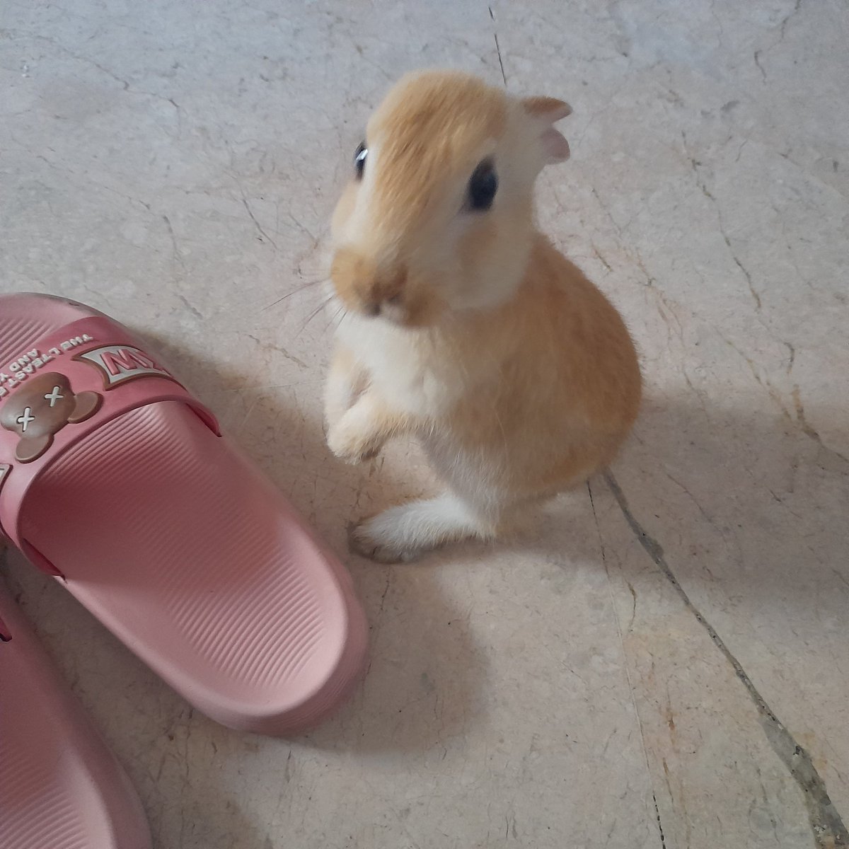Alice~★ tweet media