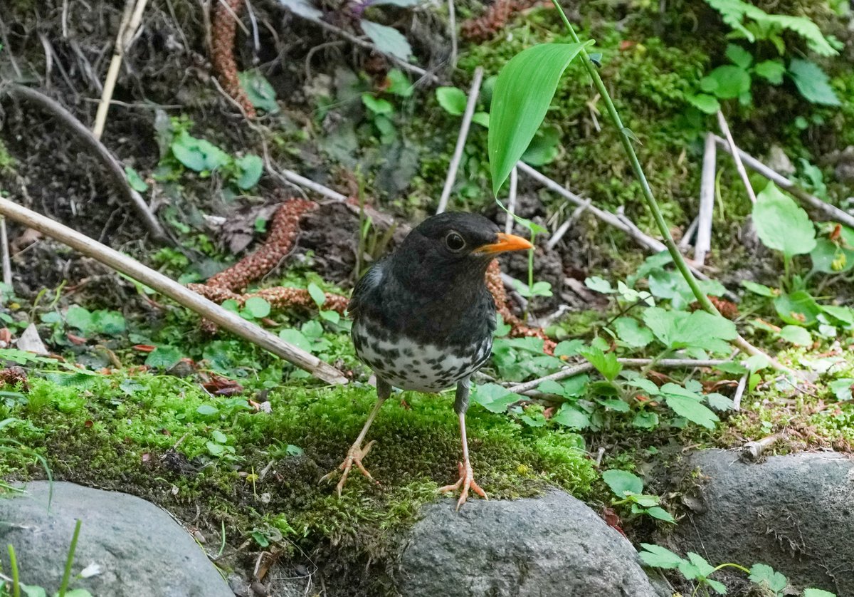 chyco41's tweet photo. 出会った野鳥達 https://t.co/oCqbPaFZ23