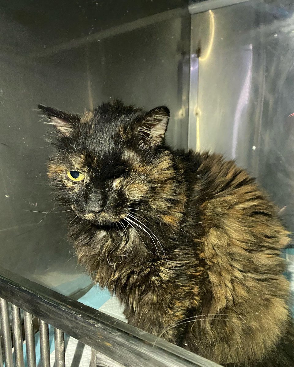 3y4a5w12347807's tweet photo. But before undergoing the surgery, Caramel had to stay 2 weeks at the hospital taking antibiotics through IV.
Because her mouth was so inflamed, it was 𝐈𝐌𝐏𝐎𝐒𝐒𝐈𝐁𝐋𝐄 to administrate any medication orally. https://t.co/u4OT6Njml5