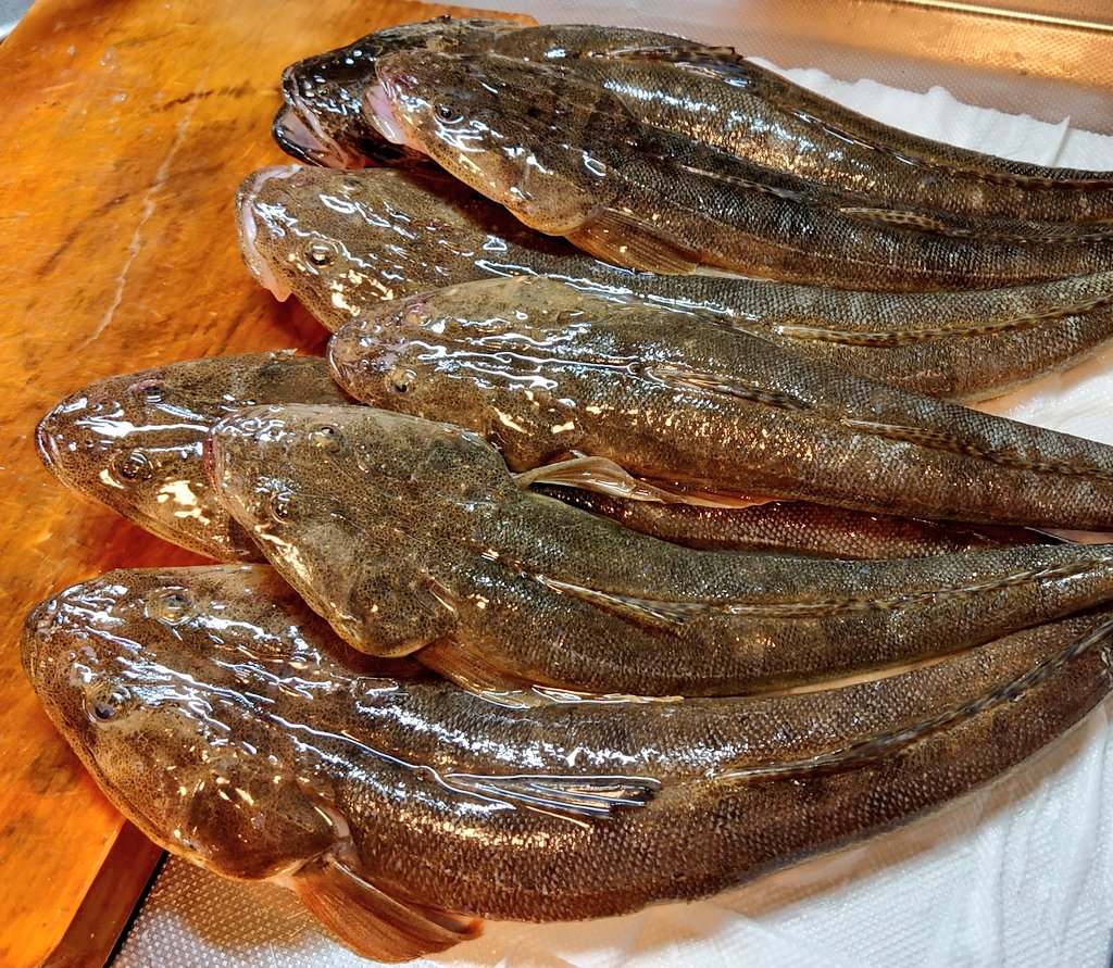 komurae's tweet photo. さてとコイツらどうするかな🤔

＃おうちごはん
＃この魚なーんだ
＃料理
＃料理記録
＃料理写真
＃料理日記
＃料理男子
＃料理好きな人と繋がりたい
＃魚料理
＃クッキング
＃cooking
＃釣り
＃海釣り
＃船釣り
＃刺身
＃刺し身
＃お刺身
＃フライ
＃唐揚げ
＃天ぷら
＃煮付け
＃味噌汁
＃あら汁 https://t.co/QuutHCOKbw