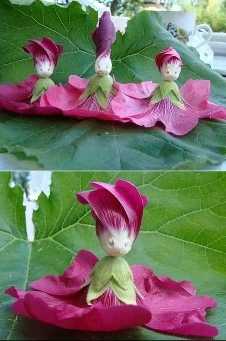 Hana_b30's tweet photo. Hollyhock dolls. This is why fairy tales exist ✨️🧚‍♀️ https://t.co/RRdrbXfWF3