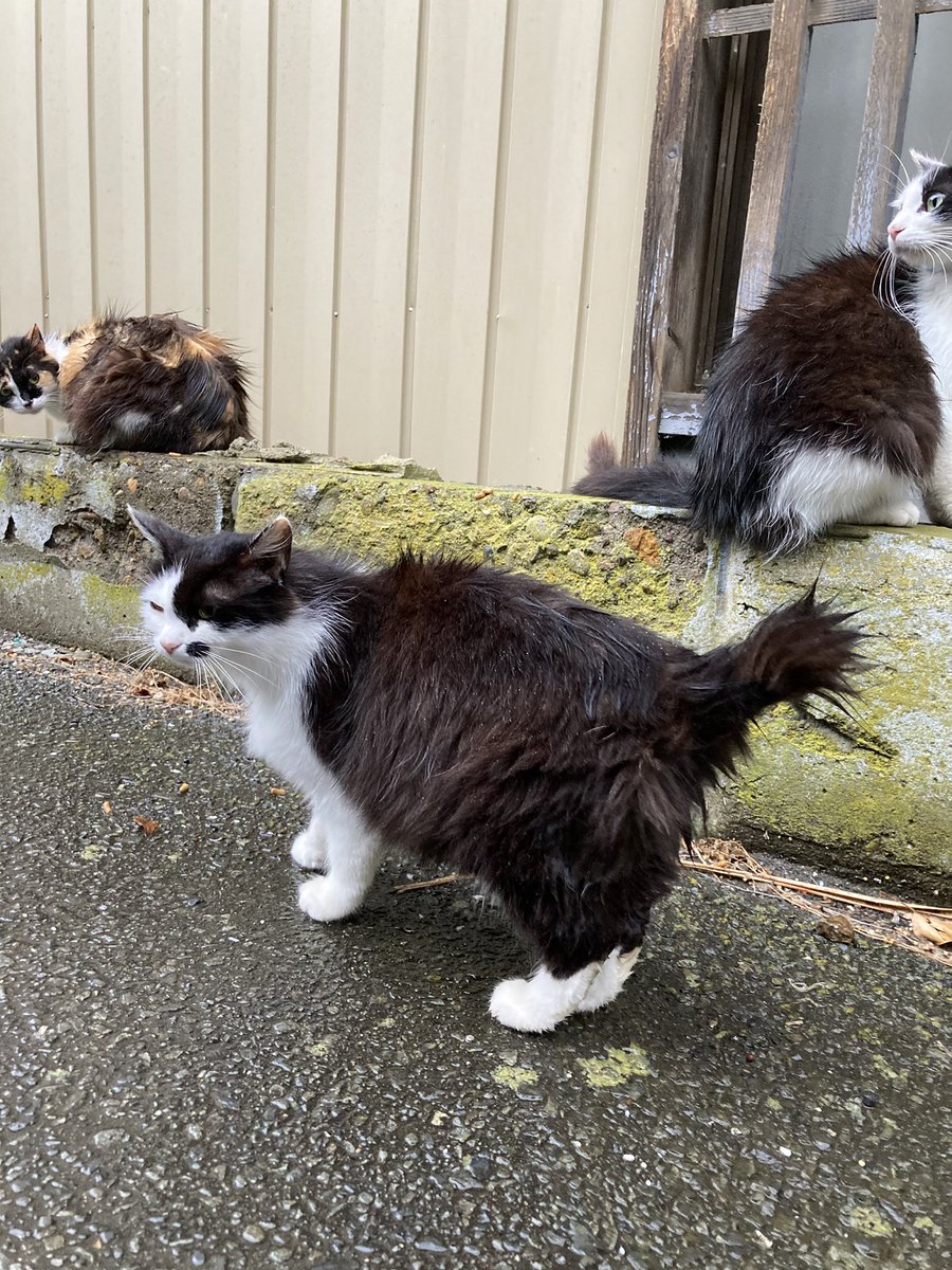 こちらもどうぞ😺 #田代島クロネコ堂 #CatsOfX #cat #catslovers #cats