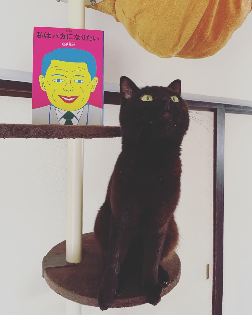 necovepp's tweet photo. 台風通り過ぎた？

#黒猫 #猫のいる暮らし https://t.co/7ECvMQ7qDz