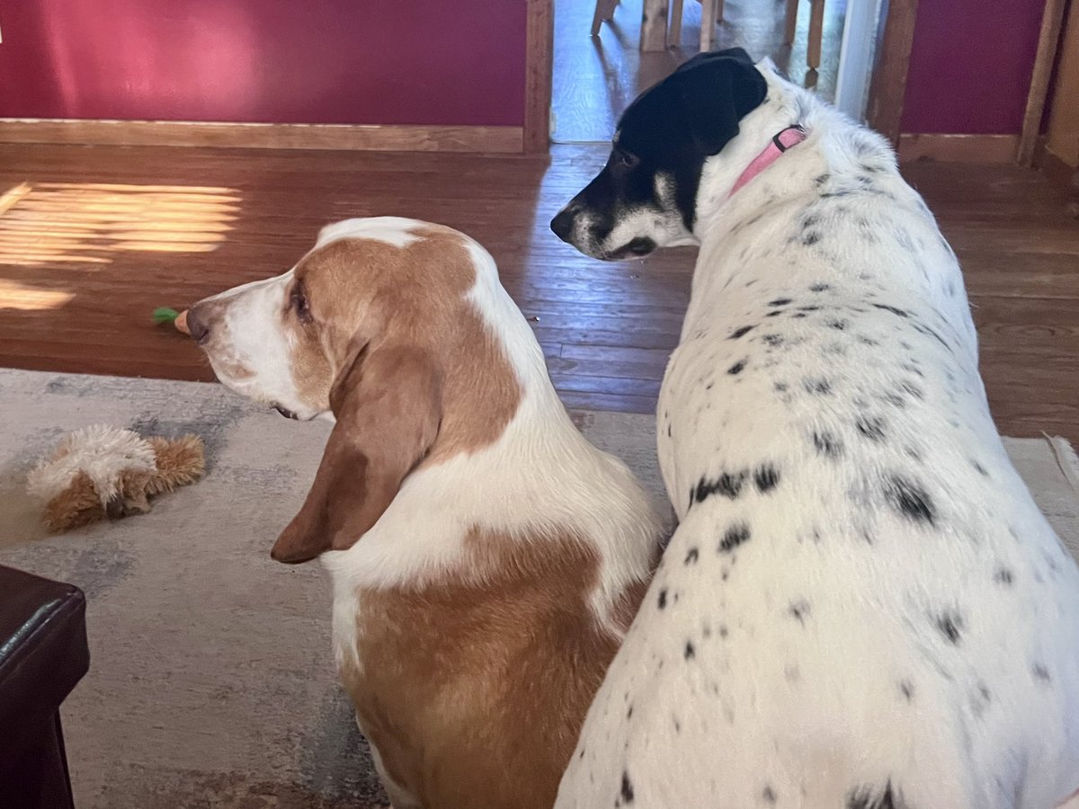 sixtaters's tweet photo. Good morning everyone happy #humpday #adoptdontshop
#bassethound #mixedbreeddog https://t.co/yzfL4oDk7f