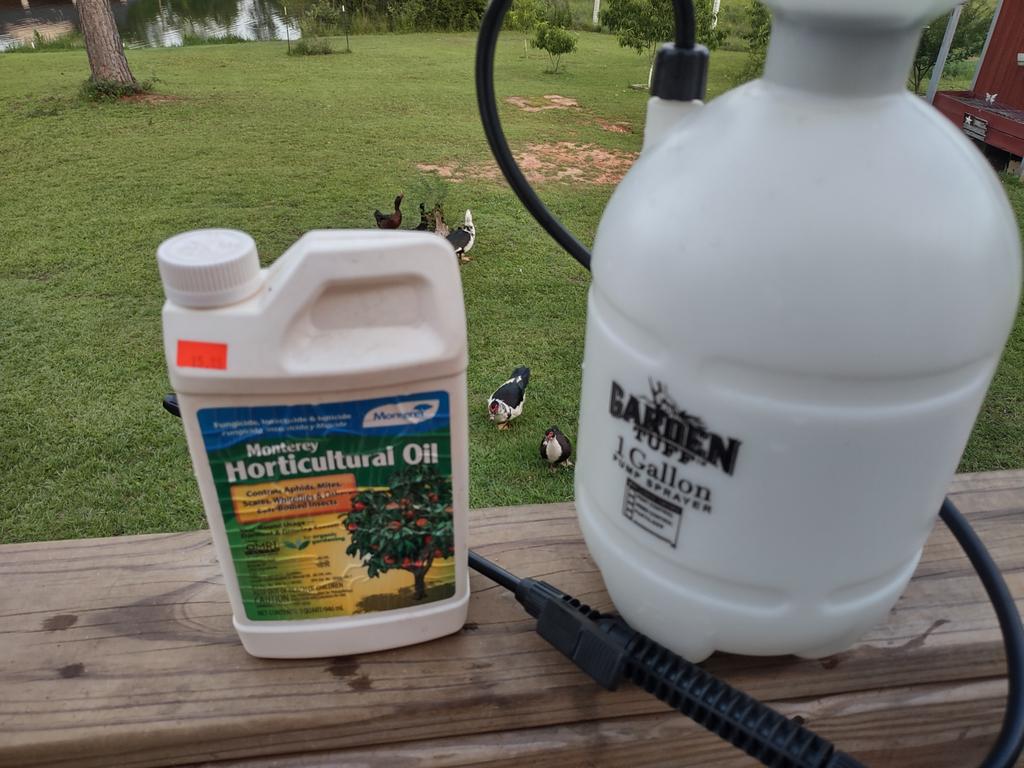 CornbreadRTR's tweet photo. I don't know about y'all but it's rained here fer at least 2 weeks or more everyday, no rain today time to spray your fruit trees and bushes, fungus and insects will be in full force now. 👍🏻 https://t.co/GCljEMbC0s