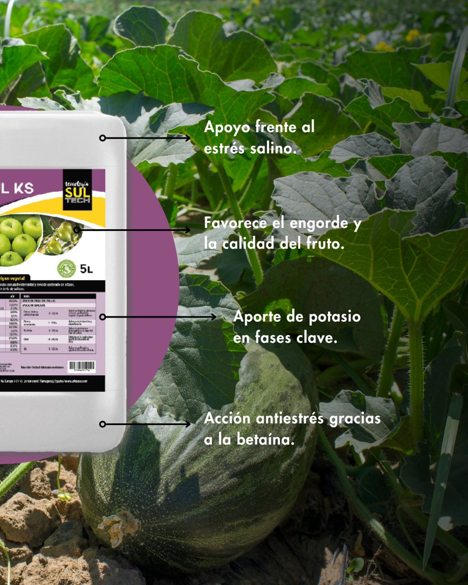 afepasa's tweet photo. 🍈🍉 El #estrés #salino puede limitar el engorde y la calidad del fruto.

#ORGANOSULKS ayuda al cultivo gracias a su combinación de #potasio, #betaína, extractos vegetales y #azufre #SULTECH®, favoreciendo el desarrollo en fases clave.

Saber más ➡️ https://t.co/wAL7FSmnh7 https://t.co/g7iU6ehtUT