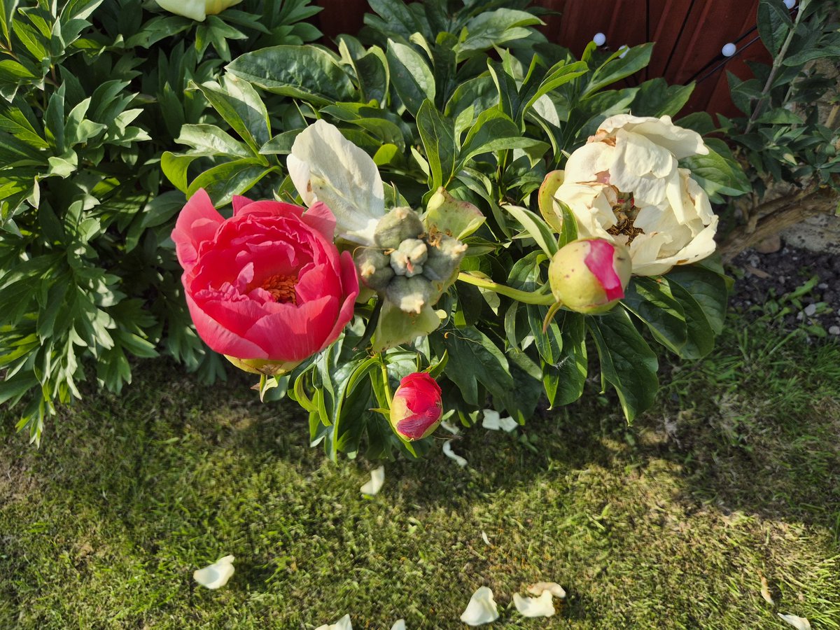 StefNelson5's tweet photo. @SarahWoods66 I love my peonies, this is actually  the same plant. Goes from deep pink to coral then peach before it goes almost white when it drops its petals. https://t.co/LFnXgCykp1