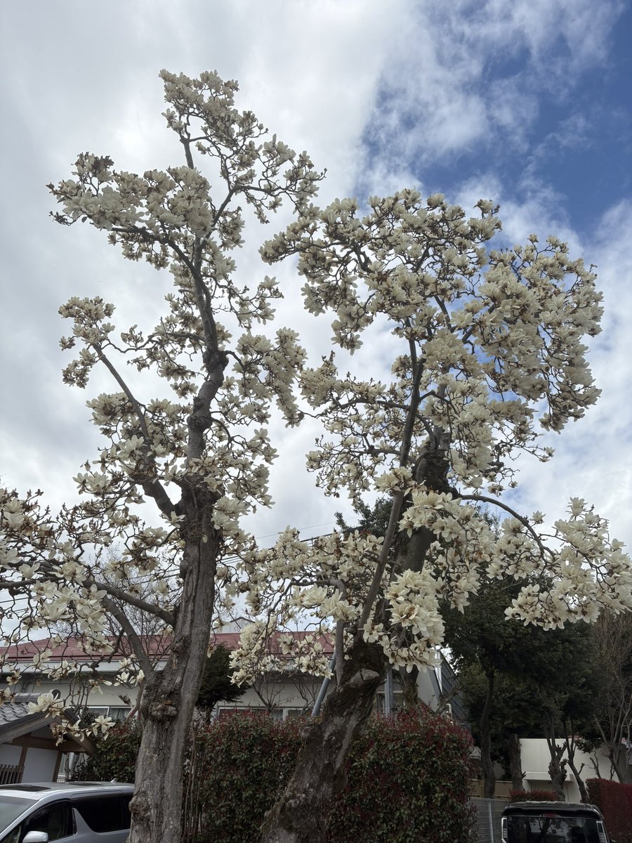 nocoffe3's tweet photo. さいたま市新秩父札所　
午年御開帳

第13番　吉祥寺

古刹という雰囲気の重厚感
あるお寺でした

瓦葺の山門は見事で
境内も広く花々も多く
こんなに立派なお寺も
あるのだな、と思わされました

御開帳、御朱印、はありませんでした
後で知りましたが今回は事情が
あったようです

#御開帳 https://t.co/tUWunxofXo
