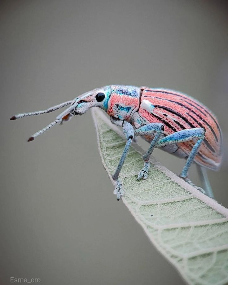 butterfly5World's tweet photo. The World’s Biggest Family: Did you know weevils belong to one of the largest families in the animal kingdom, with over 60,000 species? https://t.co/juJdXtyCDP