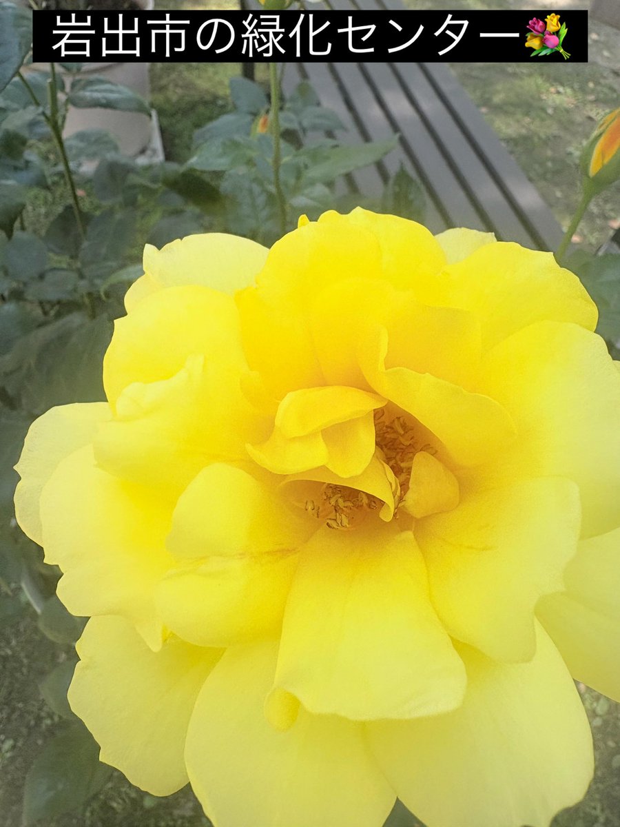 suigetsuen's tweet photo. 岩出市の緑化センター💐
#緑化センター #岩出市緑化センター 
#すいげつえん #すいげつえん澄月園 #澄月園 https://t.co/o52J99cpfu