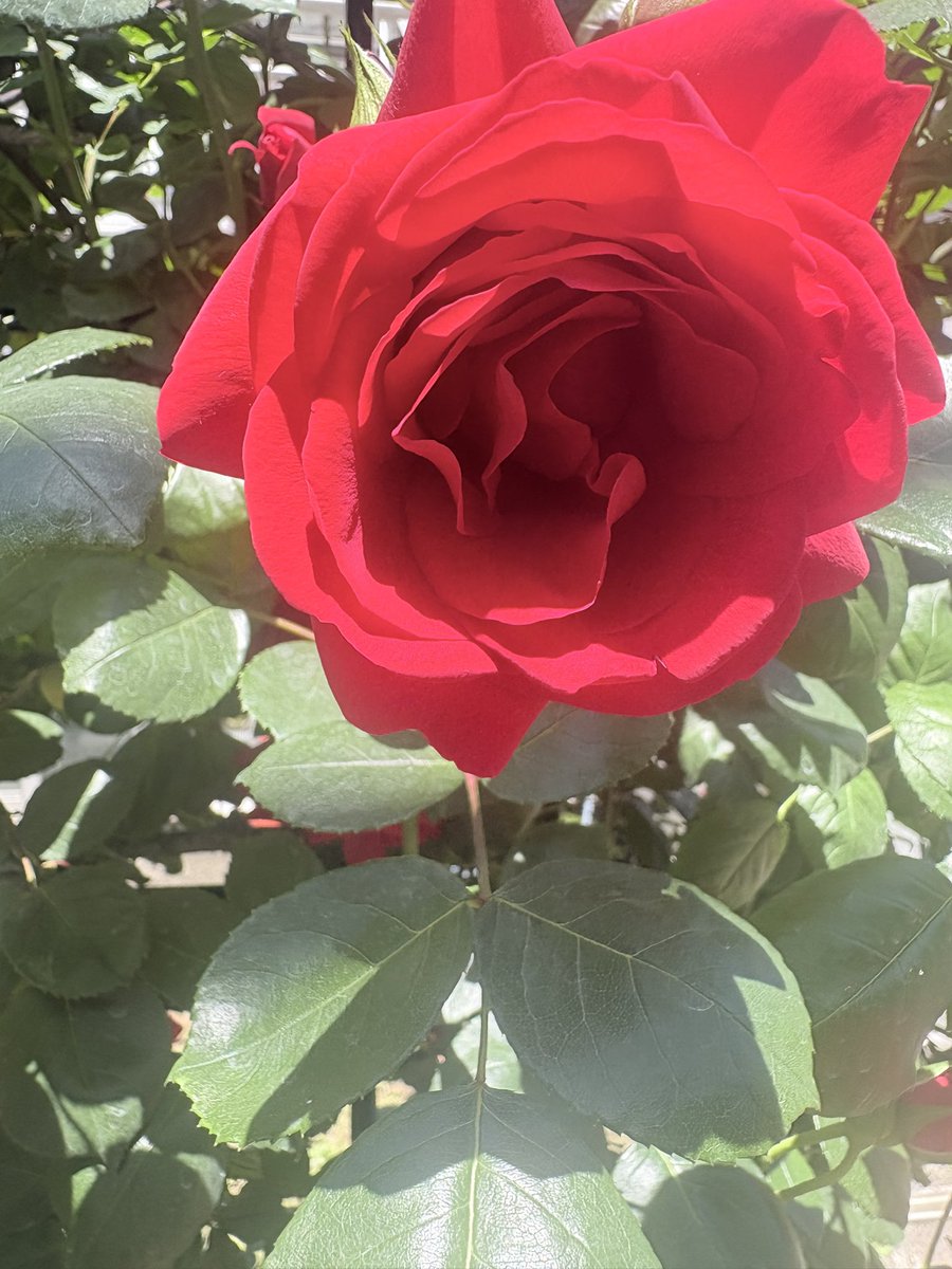 suigetsuen's tweet photo. 岩出市の緑化センター💐
#緑化センター #岩出市緑化センター 
#すいげつえん #すいげつえん澄月園 #澄月園 https://t.co/o52J99cpfu