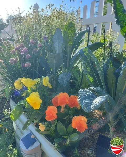 HCFraudShield's tweet photo. 🌿Plant of the Week
From the garden of Mandi Cook, Senior SIU Clinical Investigator 

Zora Neale Hurston said, "Trees and plants always look like the people they live with, somehow." 
 
If that's true, then my garden says I am a fan of organized chaos. It is not perfectly manicured. Fighting against the inevitable weed is like swimming upstream. I prefer to work with nature by filling all of the empty space with flowers that attract pollinators, lettuces that appreciate the shade, radishes whose roots aerate the soil, and herbs that repel pests. As a result, my only "weed" is white clover, which I allow because it fixes nitrogen into the soil for my leafy greens. Plus, less empty space means less water evaporation. My garden prioritizes functionality over sterile perfection. It's pretty, but not artificially so. 
 
I'm on the cusp of zone 6b/7a. This means the usual summer show-stoppers like tomatoes, peppers, and cucumbers are not much to look at this time of the year. Instead, I'm featuring some of my favorite herbs: 
 
🌾German Chamomile: This annual is a prolific self-seeder. One plant from last spring produced 5-6 volunteers this year. The leaves and flowers smell like apple Jolly Ranchers. Harvest flowers in the morning for optimal flavor. Dry them out for a few weeks, and have yourself a nice cup of evening tea to help you wind down for bed. I blend mine with mint or lavender from the tea garden. 
 
🌻Yarrow: This is a native perennial named after Achilles (Achillea) because he supposedly used it to stop bleeding on the battlefield. When taken as a tea, it is said to reduce fevers and inflammation, and aids in digestion. Its high value nectar attracts pollinators. 
 
🌱Chives: This perennial is not only tasty on eggs and potatoes, it also deters garden pests like aphids and Japanese beetles. Chive blossoms are also edible (and more subtly flavored); they can be used to make compound butter, infused vinegar, and finishing salt. 
 
🌺Borage: This hardworking annual is as functional as it is pretty. It attracts nectar loving critters which help pollinate strawberries, tomatoes, and cucumbers while repelling the dreaded tomato hornworm. Its long taproot mines minerals (particularly potassium) deep from the soil, making its leaves perfect for mulching tomatoes. And best of all,  the flowers and leaves taste just like cucumbers.

#PlantOfTheWeek #Gardening #GardenLife #HerbGarden #PollinatorGarden #GrowYourOwn #GreenThumb #NativePlants #Chamomile #Yarrow #Chives #Borage #GardenInspiration #EmployeeSpotlight #HCFSCulture #HCFS #HCFraudShield