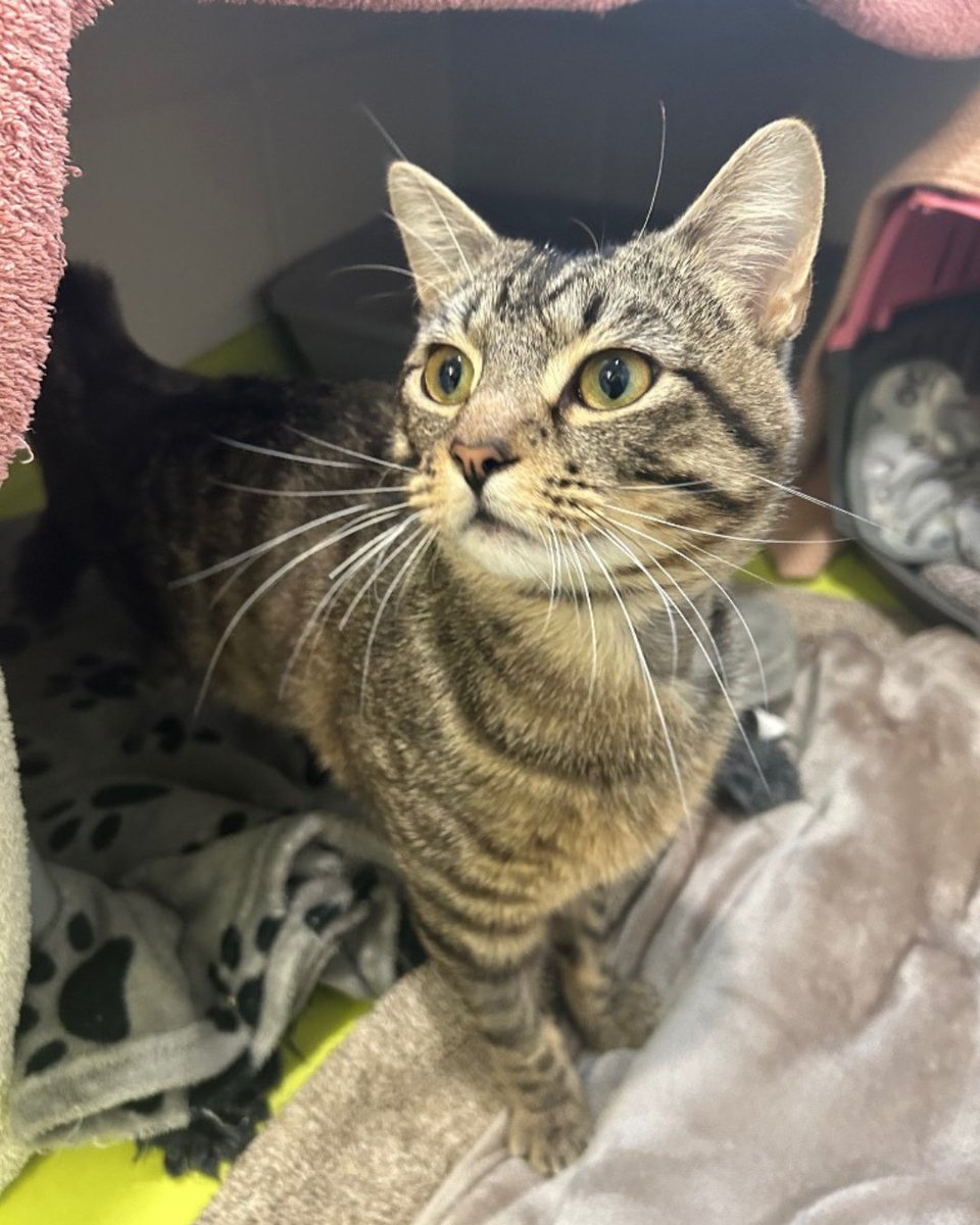 cotsdogscats's tweet photo. Whisker Wednesday with Simba 👑✨
Hakuna Meowtata… it means no worries (unless dinner is five minutes late). 🐾
#CotsDogsCats # #WhiskerWednesday #SimbaTheCat #CatLife #Meowtata #CatLovers #FelineFriends https://t.co/CnFiiU7gi6