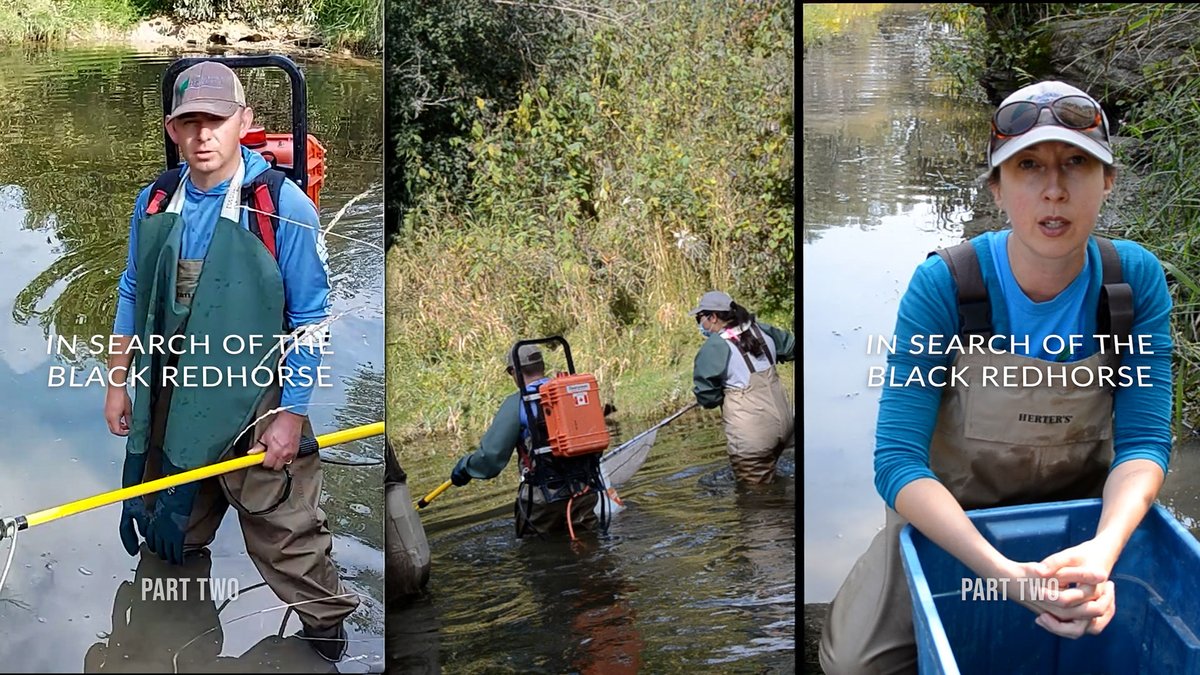 AusableBayfield's tweet photo. PART TWO OF TWO! In the second one-minute short video reel, join Ausable Bayfield Conservation's Davin Heinbuck and Kari Jean as they continue to look In Search of the Black Redhorse: https://t.co/U2Pjdw2at6 Music by TuneTank, courtesy of https://t.co/SSshinfjQh https://t.co/lsudSx70p5
