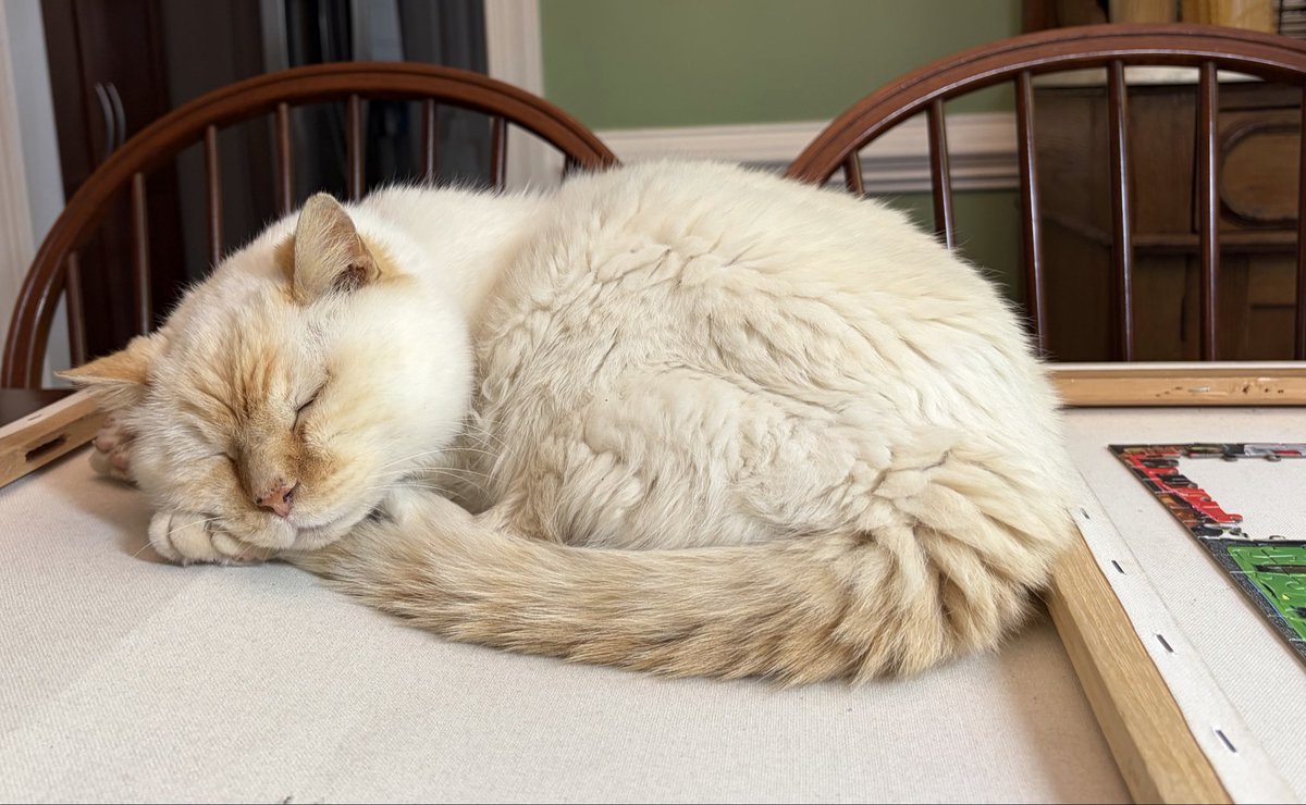 MRidgemere's tweet photo. Now that I’m an old man, most of my photos are just a collection of places I sleep.  #WhiskersWednesday #catsoftwitter #catsofx #cats #wedn https://t.co/etTWNTqHs6