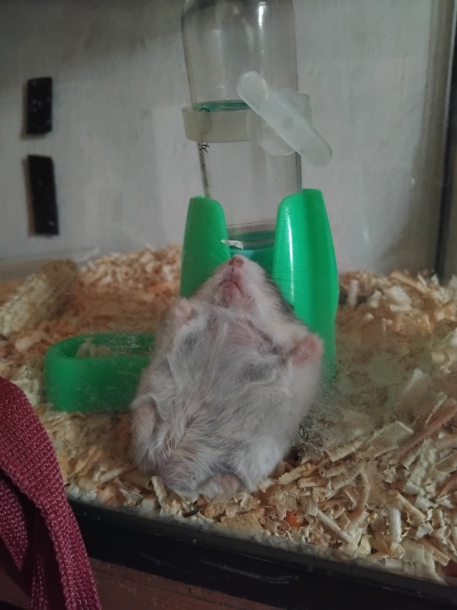 moonsnim's tweet photo. Aku ga ngerti kenapa Jack Owe suka banget tidur nempel tembok akriliknya 😭 Apa enaknya sih? Ga takut kejepit kah? https://t.co/OfcTZMUQiG
