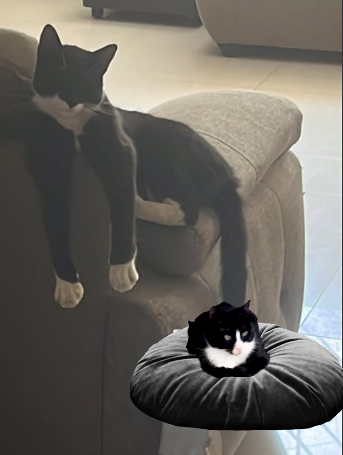 Richard90101191's tweet photo. @zjereemy @Daidotebs c gato regalamelo se parece al que tengo en extension de google https://t.co/W2kiX1AKfa