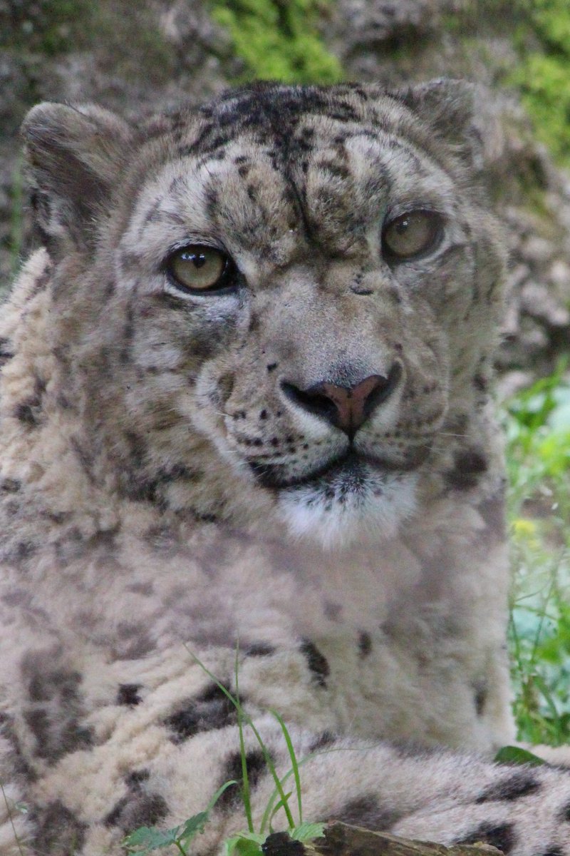 Kef6v's tweet photo. #多摩動物公園 #ユキヒョウ https://t.co/HuiyxI2WF8