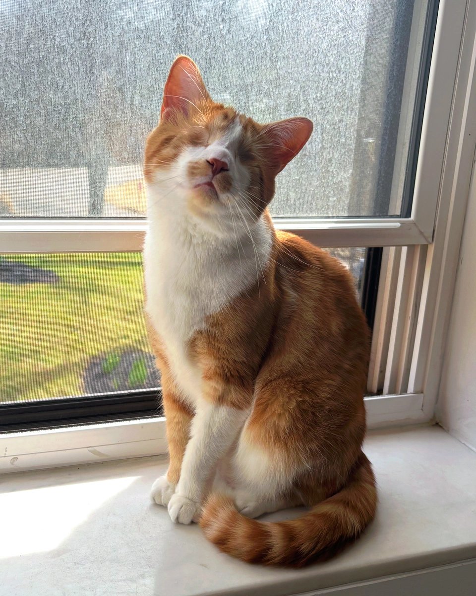 ModernCatMag's tweet photo. Say hello to Cheddar! Cheddar may be living without eyes, but according to his human Angela, he's got more than enough personality and ❤️ to spare! 🐾⁠
⁠
📸: cheddarthanever⁠ on IG
⁠
#moderncat #moderncatmagazine #cat #cats #catlife #catoftheday #cutecat #catsofx #blindcat https://t.co/rqvxofVLDV