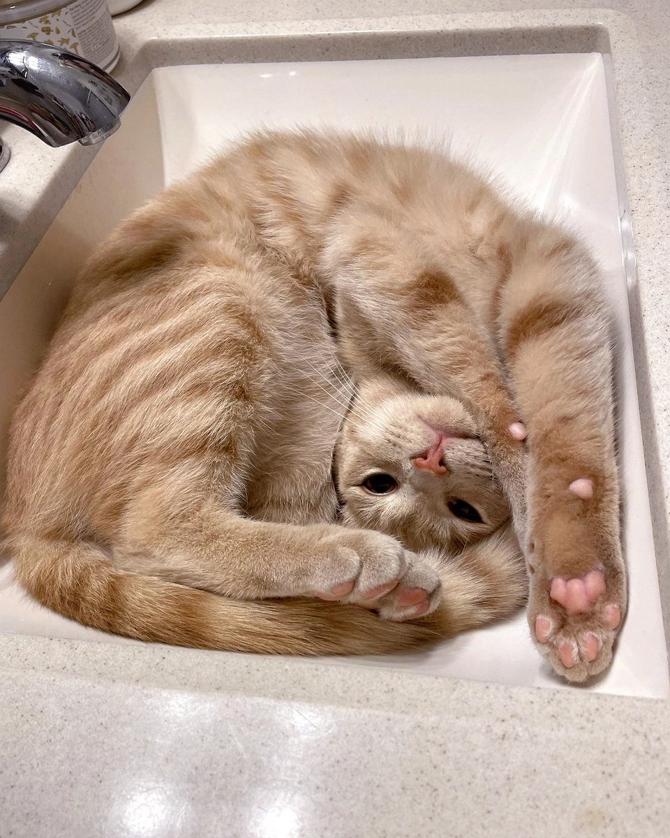 ModernCatMag's tweet photo. Happy #TummyTuesday from Peanut!⁠
⁠
📸: Peanut and his human, Wendy!⁠
⁠
#moderncat #moderncatmagazine #cat #cats #feline #meow #catlife #pets #catlover #catloversclub #catoftheday #cutecat #catsofx #funny https://t.co/q3tcSTfpw2
