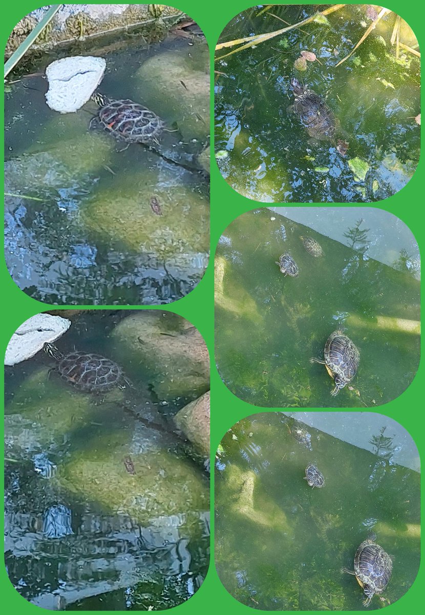 Feffer_One's tweet photo. 🩵 SUMMER
           RICCIONE 🩵 

Giorno Uno
Tartarughe 🐢🐢 https://t.co/vUdGbH279y