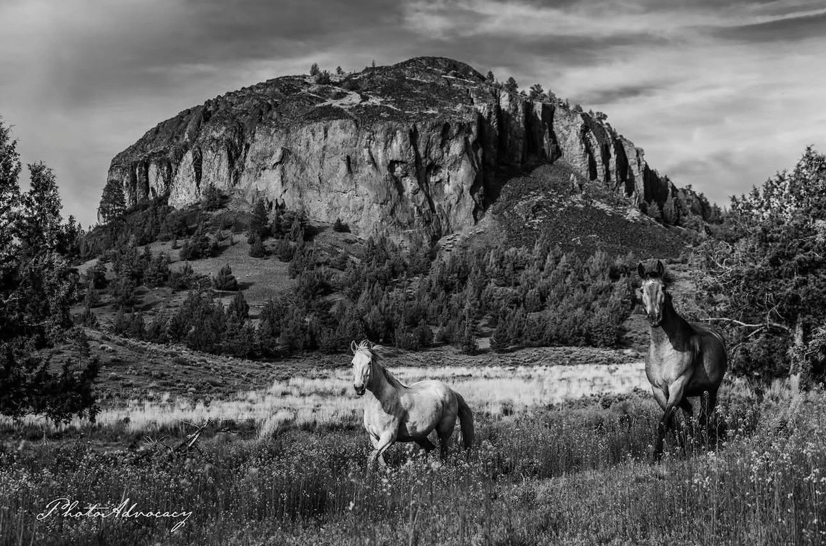 skydogsanctuary's tweet photo. Grey Goose (GiGi) &amp; Two Spots running free across the Skydog wilderness with the sanctuary's most prominent landmark, the imposing Sheep's Rock, behind them. GiGi - a kill pen #mare - and Two Spots 1 of 4 #foals orphaned by a roundup - now wild and free at #skydogsanctuary. https://t.co/5sGmmGgY7d