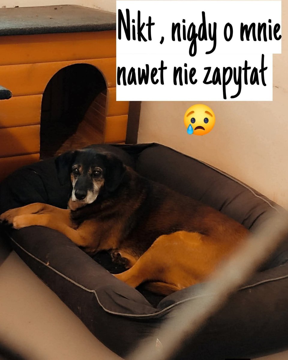 pietia1977's tweet photo. 🐕‍🦺❗️Halo Radom i okolice...❗️🐕‍🦺

Psi senior do pilnej adopcji.
Wiek ok 12 lat.
Wykastrowany, zaszczepiony i zaczipowany.
Flash zna smycz , kocha długie spacery i człowieka. Dogaduje się z suczkami.

Schronisko dla Bezdomnych Zwierząt w Radomiu
Ola 533 564 074
Klaudia 609 530 953 https://t.co/ncML8iTcdT