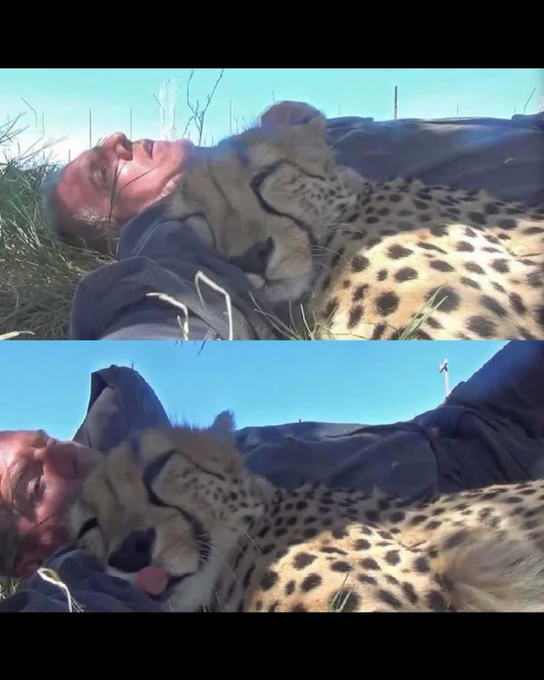 Rainmaker1973's tweet photo. A wildlife photographer opened his eyes to find a cheetah sleeping beside him.

[📹 Dolph C. Volker] https://t.co/zvR7xEp76U