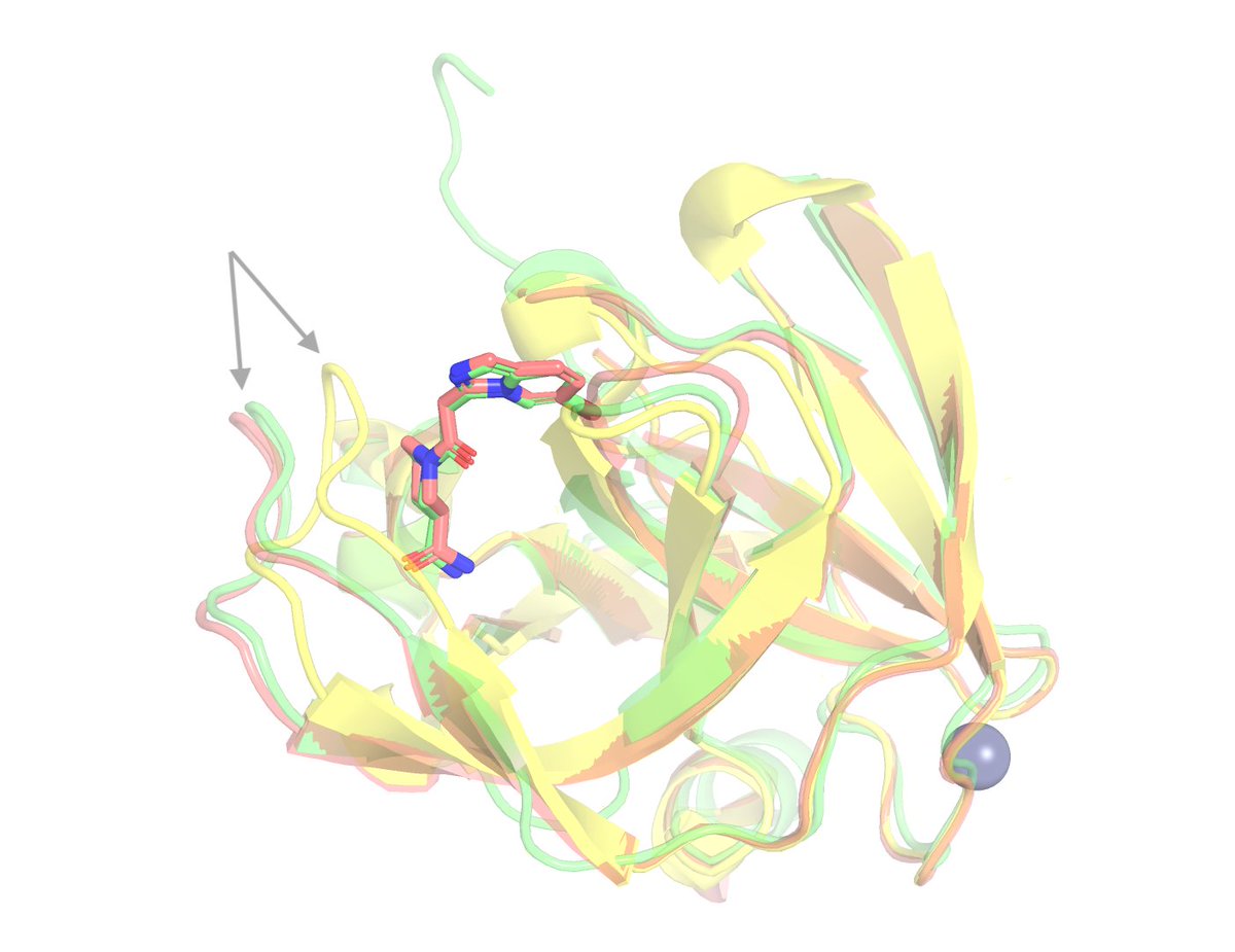 edunov's tweet photo. Most docking and cofolding methods assume the protein pocket is roughly fixed: place the ligand into a shape that's already there. That assumption breaks on a lot of real targets, and EV-A71 2A protease is a clear example. When a ligand binds, a loop next to the site moves about 4 Å. Every one of the 802 structures in OpenBind's benchmark needs that rearrangement, which is why classical docking into the unbound structure has only 5% success rate.

Turns out, the real problem isn't "where does the ligand needs to go" it's "what shape does the protein become when this specific ligand shows up." Ligand and protein are coupled, and you have to solve them together.

Pearl predicts that motion from sequence and the ligand alone. On one compound that no other zero-shot method in the benchmark solves, it placed the ligand within 0.28 Å of the crystal structure and got the loop rearrangement right. Modeling induced fit instead of assuming a rigid pocket is a big part of why this holds up on actual programs.