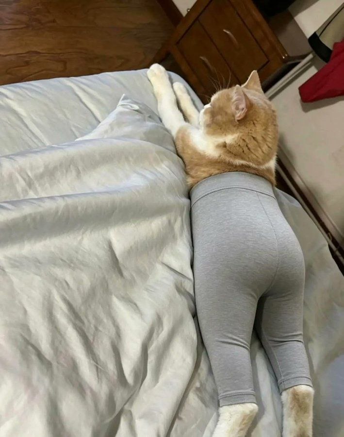 klara_sjo's tweet photo. And this is why cats don't wear pants. https://t.co/ZKpBsSPkKI