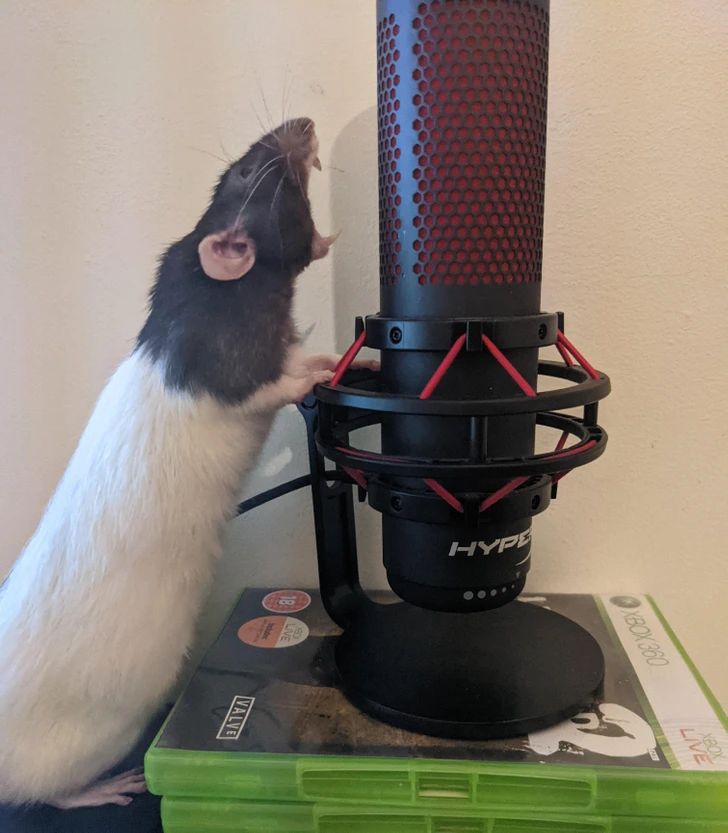 Rat tweet media