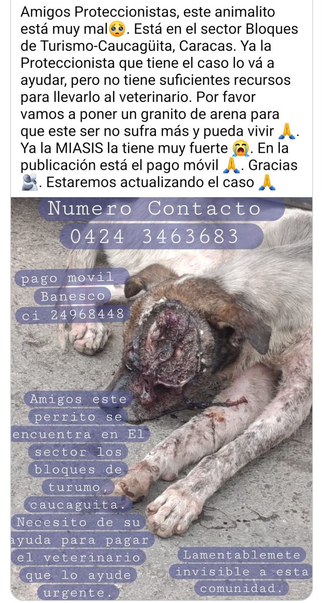 PerroUsuario's tweet photo. Necesita AYUDAAAAA inmediata. Es URGENTEEE. Alguien cerca que pueda llevarlo a Misión Nevado https://t.co/L3F3YzG9qP