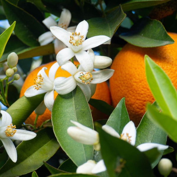 dearpttp's tweet photo. @ziellure i googled it and it looks like this 🥹🍊

#WhenOrangesFallEP4 https://t.co/UczZ5ls2Hh