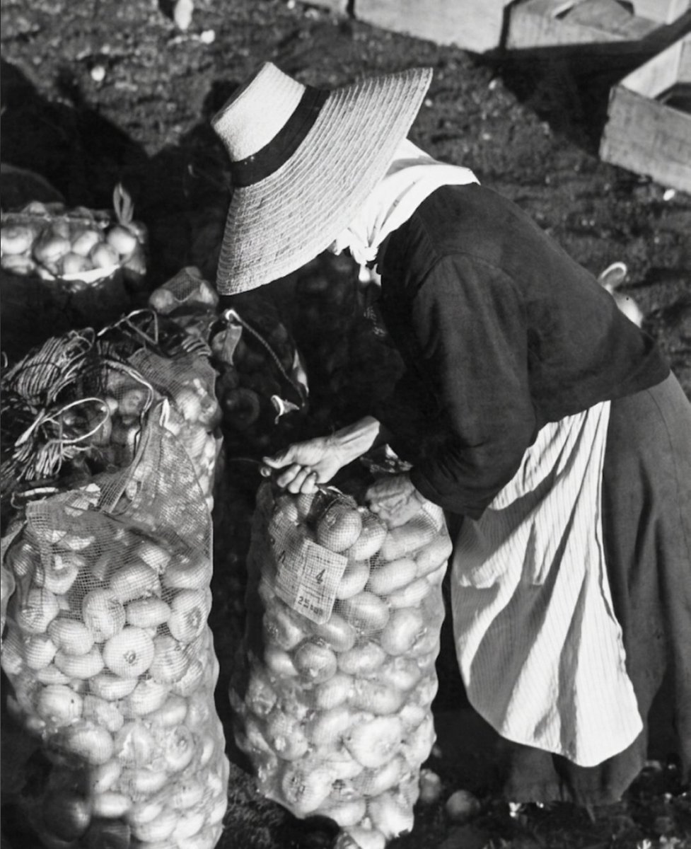 XaviBarbeta's tweet photo. Lanzarote, Illes Canàries, cap a 1960. Una dona en un arenal empaqueta cebes en grans malles ventilades per a la seua posterior distribució.
 📷 Jaime Caballero Díaz
Font: Memoria Digital de Lanzarote (Cabildo de Lanzarote). https://t.co/ap580agST8