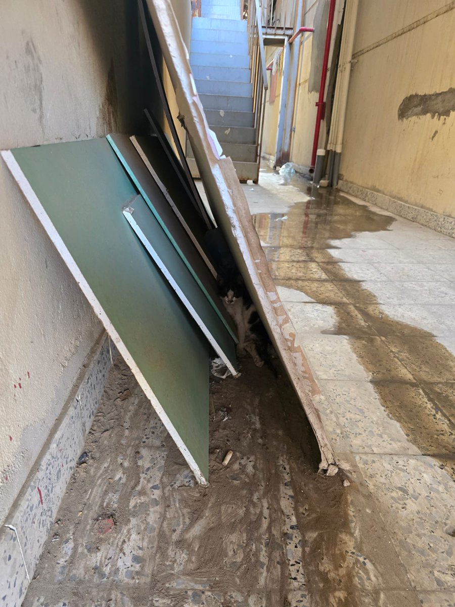 Animal_rescue0's tweet photo. #انقاذ #قطط #جده 
يوجد حالة انقاذ مستعجلة قطة صغيرة مشلولة نصفها الاسفل مشلول بالكامل،يبدو انها مصدومة 💔
موجودة بممر بجانب مستوصف الشفاء الطبي..حي الواحه..
ارجو الاسراع في انقاذها وعلاجها..
للتواصل رقم..0565236788
الموقع 
https://t.co/q5bVZ4raKx https://t.co/PsseTXlxFk