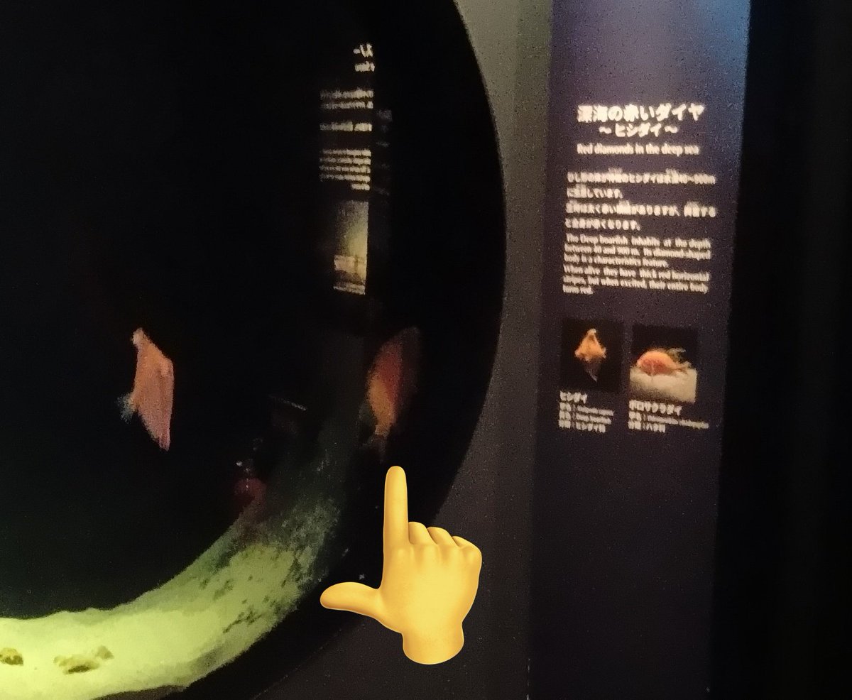 picM13's tweet photo. ボロサクラダイ！まだいますよ🥰 https://t.co/ohdMoenfWg