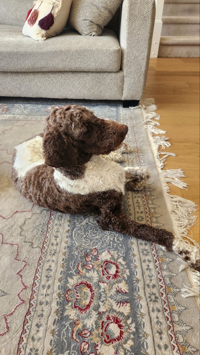 mall_saab76's tweet photo. @westernstandard My puppy will be better then what we got currently 🥵 https://t.co/5NlvTtkmtt