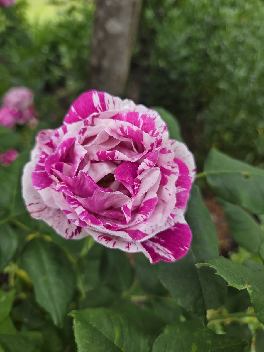 TopBananaMall's tweet photo. #RoseWednesday #topbananaantiques https://t.co/WZtqxeDVrP