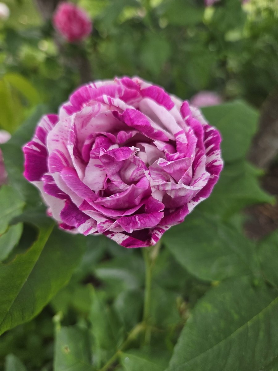 TopBananaMall's tweet photo. #RoseWednesday #topbananaantiques https://t.co/WZtqxeDVrP