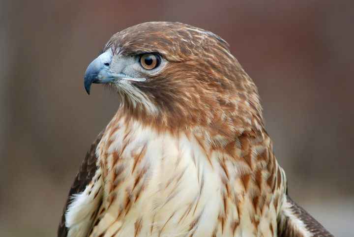 kidlib1's tweet photo. Art of the Day! "Red Tail Hawk Profile". Buy at: https://t.co/9cKamwORbR https://t.co/nMyKlpQstR