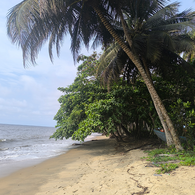 ONUGuineaEcua's tweet photo. π The Earth is sending signals.
#EquatorialGuinea is responding with action: protected forests, seas, and biodiversity. On #WorldEnvironmentDay, we're #TakingAction #ForClimateNow #ClimateActionNow https://t.co/0HtFtHwhU8
