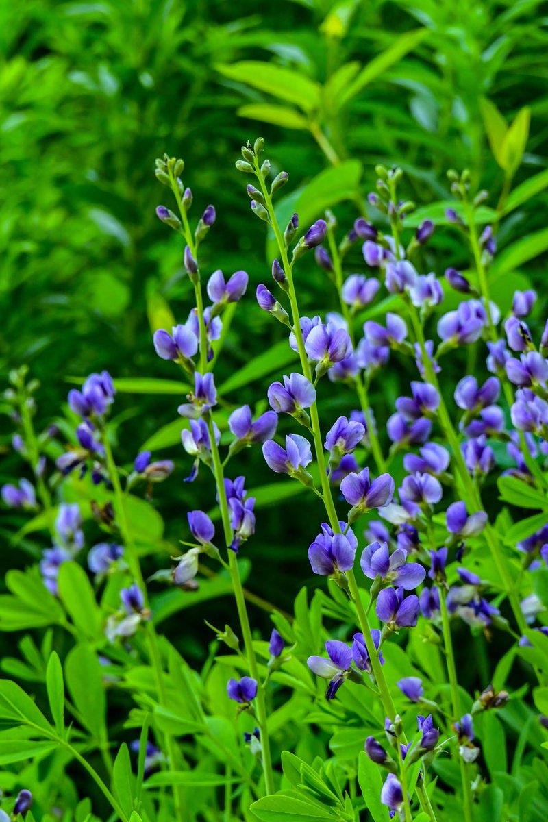 ByTheBayPhotos's tweet photo. The Native Plants Garden at the Howard County Conservancy at Mt. Pleasant.

#HowardCounty #HowardCountyConservancy #Maryland https://t.co/r3ShUQjmB0