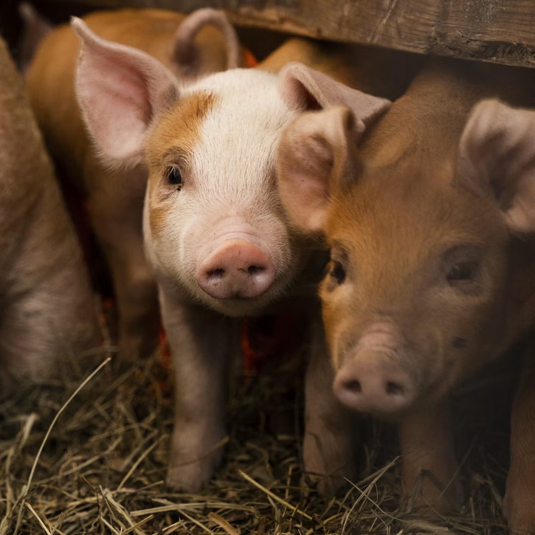 Lewis_Bollard's tweet photo. Denmark's new government just announced major pig welfare reforms.

They're banning the practices of restraining sows in farrowing crates, breeding them beyond their natural limits, and cutting off piglets' tails.

They're also requiring pigs get more space and rooting material. And they're stepping up farm inspections and penalties for cruelty.

All while the US Congress is trying to wipe out the few state laws that protect pigs via the Save Our Bacon Act buried in the farm bill.

Denmark just showed what's possible for pigs when voters demand it — and politicians listen.