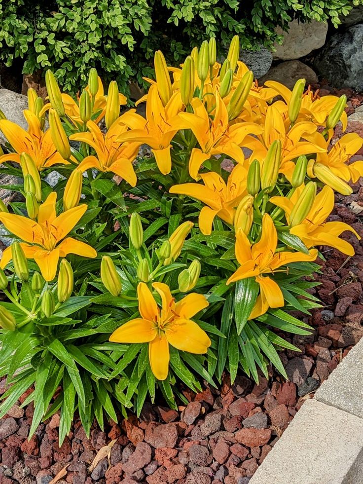 EarthhExplorer's tweet photo. Looking at beautiful flowers soothes the eyes, heart, and mind.

I want people to feel good and happy when they see my post. https://t.co/UfVRDee4mh