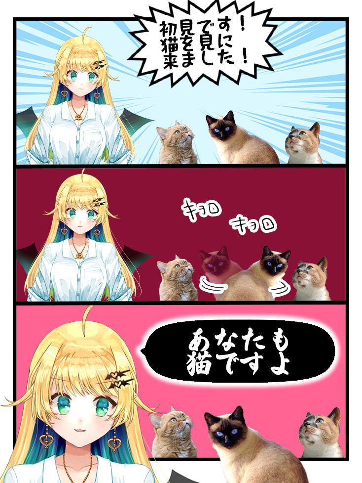 midorimacarol's tweet photo. 来た時点で猫ですよ https://t.co/U9jsS1oXCK