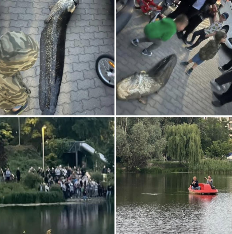 filizankanews's tweet photo. Два мужика арендовали катамаран на озере Балатон (кто не знает, это просто пруд на варшавской Праге), заплыли на середину и выловили гигантского сома, который жил там уже лет 20 и считался местной легендой. А потом, несмотря на толпу, загрузили в багажник авто — и увезли (1/2) https://t.co/eKSjsgMvdc
