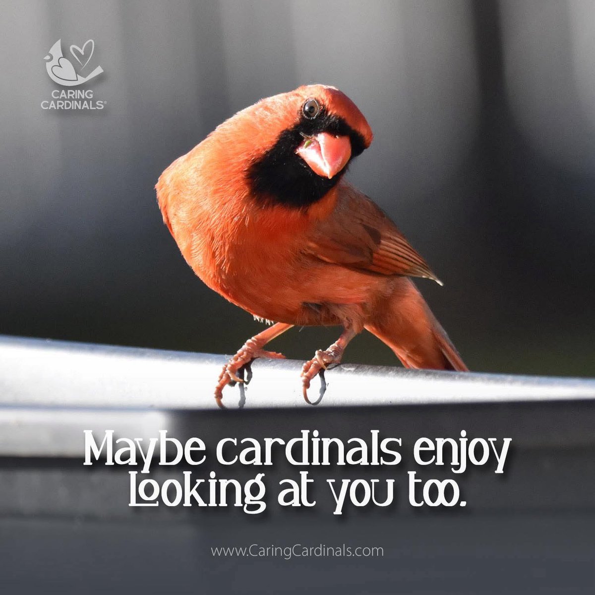 caring_cardinal's tweet photo. Visit our comforting website for daily inspiration and special gifts.

Online Store
https://t.co/7Dutmh094q

Etsy Shop
https://t.co/4qabE14MpL

#caringcardinals #cardinals #redcardinals #faith #angels #family #memories #love #sympathygifts #memorialgift https://t.co/ayY0JitSMn