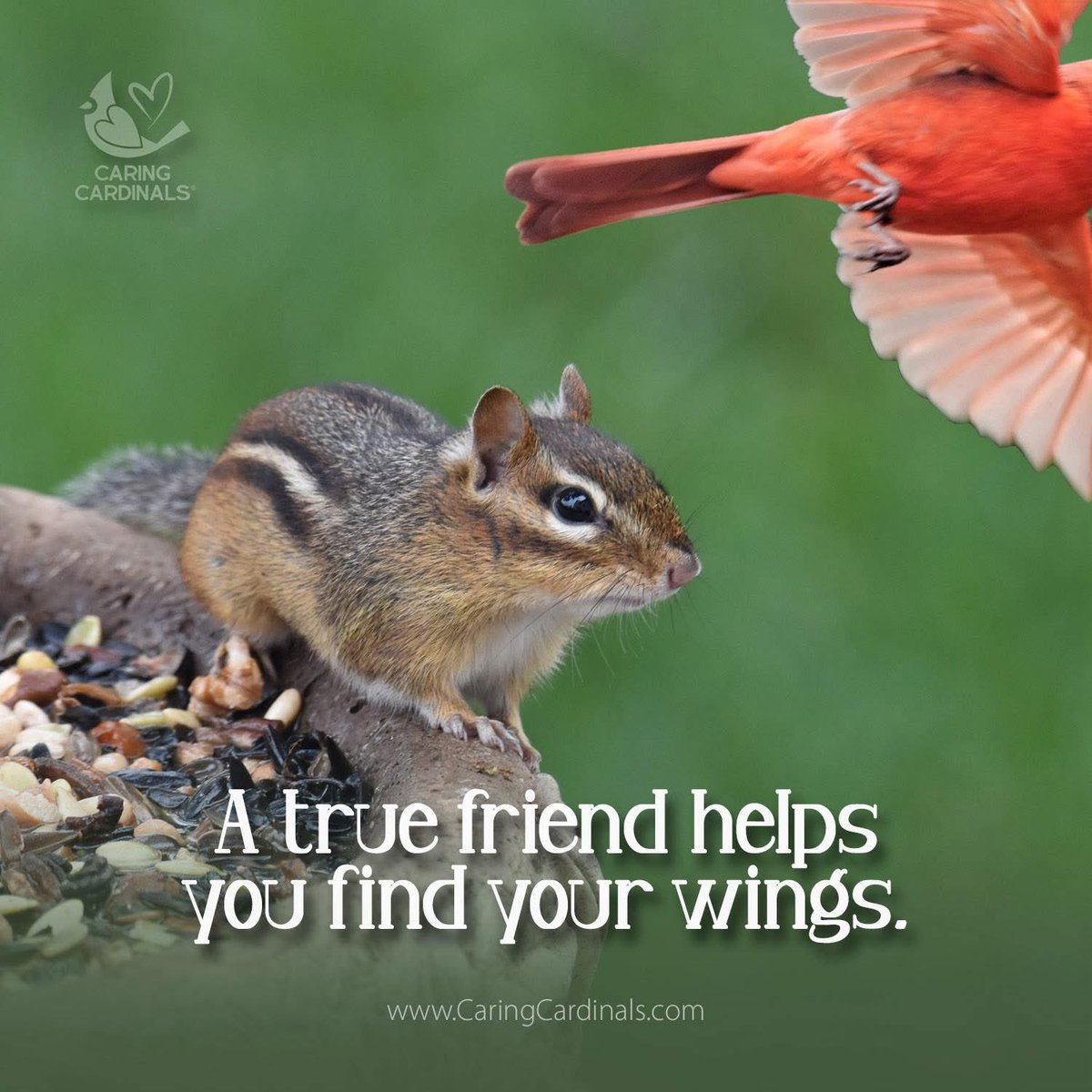 caring_cardinal's tweet photo. Visit our comforting website for daily inspiration and special gifts.

Online Store
https://t.co/7Dutmh094q

Etsy Shop
https://t.co/4qabE14MpL

#caringcardinals #cardinals #redcardinals #faith #angels #family #memories #love #sympathygifts #memorialgift https://t.co/y2v69Farku